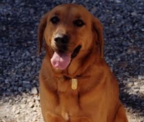 Ruby, Feb. 1994 - Feb. 8, 2008 Ruby, Feb. 1994 - Feb. 8, 2008